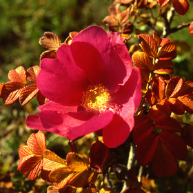 Цветок шиповника(второе цветение)